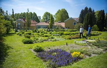 Urte og planter i mange forskjellige farger.
