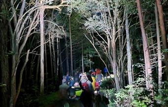 folk spå leit etter flaggermus i skogen om natta.