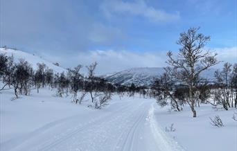 Skiløype på Hovden høyfjellsterreng med noe bjørkeskog. Foto