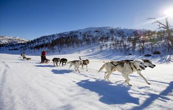 Hundekjøring ved Hovden
