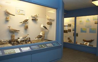 Lista naturmuseum ustilling måker