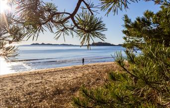 Bilde gjennom furunåler ut mot sjøsanden strand og havet