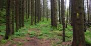 Kongeveien Hiking Tour