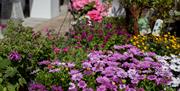 Drømmehagen - Blomster