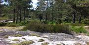 Bilde av svaberg med skog
