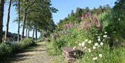 En vakker sti langs vannet, tre på rekke og rad på venstre side og en benk og mye blomster på høyre side