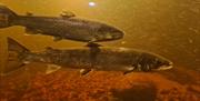 Laks i fisketrappa