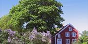 Merdøgaard museum, et gammelt rødmalt skipperhus fra 1736, sett fra siden med svært tre og syrinbusker til venstre for huset.