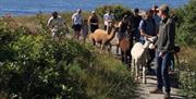 På tur med alpakkaer på Tromøya utenfor Arendal