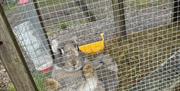 Brun kanin i bur på Høgetveits Naturcamp