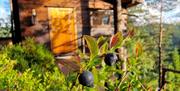 Blueberries in front of cabin