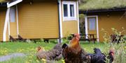 Høner på Fosseland