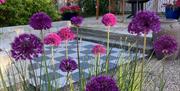 Vakre allium i Blomsterhagen på Bjellandstrand gård