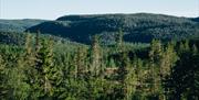 Skog i Gjerstad