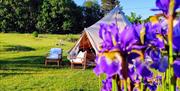 lilla blomster utenfor glampingtelt