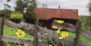 Høgetveits Naturcamp, nærbilde av knallgule smørblomster, med blurry bakgrunn av brunt tregjerde med hytte bak der igjen