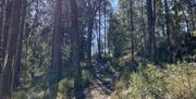 Tursti i skogen, sola skinner gjennom grenene