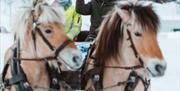 Horses in winter at Eikerapen in Åseral