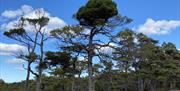 Bilde av trær på en slette, åpen himmel og lite skyer