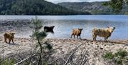 Høylandsfe med kalver som går på stranda
