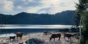 Skotsk høylandsfe på stranda til Skåre Gård