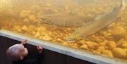 Lite barn som kikker inn vinduet til akvariet på Besøkssenter villaks Laudal