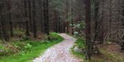 Bilde av vandrerstien i skogen