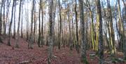 Bøkeskogen på Hasseltangen