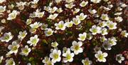 Hvite og gule blomster