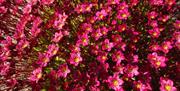 Rosa blomster