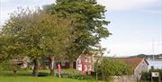 På epleslang i museumshagen på Merdø