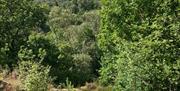 Biland frisbeegolf