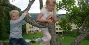 Children climbing trees at Furøya island close to Tvedestrand.
