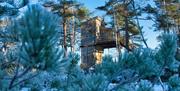 Fiddan Treetop