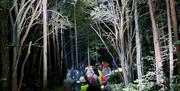 folk spå leit etter flaggermus i skogen om natta.