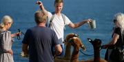 foring av alpakkaer på tur på Tromøya
