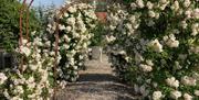 roseportal  med hvite roser