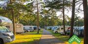 Campingplasser blant trærne, og en sti midt i