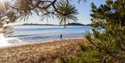 Bilde gjennom furunåler ut mot sjøsanden strand og havet