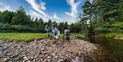 Tre geiter ved vannet med Camp Flakksvann i bakgrunnen