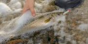 Fisk på krok i rennende vann